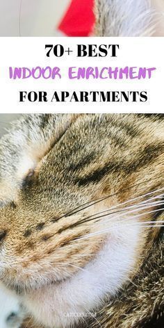 an image of a cat with the title overlay that reads, 70 best indoor enrichment for apartments