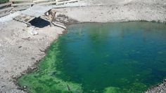 the water is so green that it looks like algae