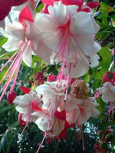 pink and white flowers hanging from a tree