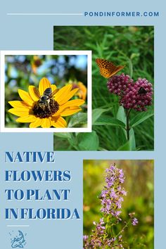 four different pictures with the words native flowers to plant in florida on them and an image of a bee sitting on a flower