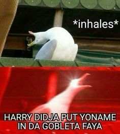 a white bird sitting on top of a roof next to a red car with the caption harry dida put yonamee in da gobieta faya