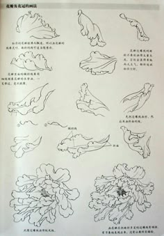 an open book with drawings of flowers and birds on it's pages in chinese