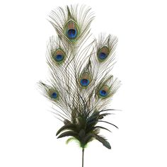 there are peacock feathers on the top of a plant in front of a white wall