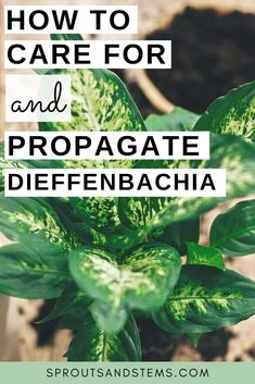 a potted plant with the words how to care for and propagate diffenba