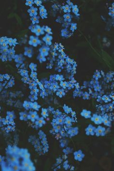 small blue flowers with green leaves in the background