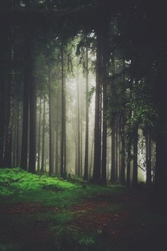 the sun is shining through the trees in the forest with green grass on the ground