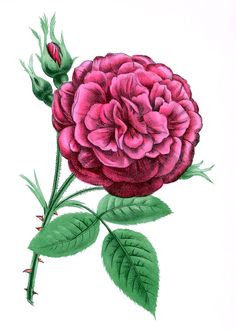 a drawing of a pink rose with green leaves