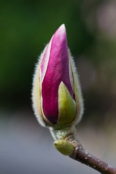 a budding flower on a tree branch with blurry background