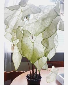 a large leafy plant sitting in front of a window