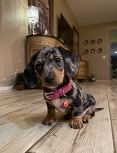 a small black and brown dog sitting on top of a wooden floor