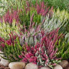 some very pretty colorful plants in the grass