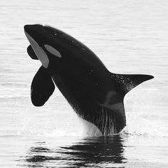 an orca jumping out of the water in black and white