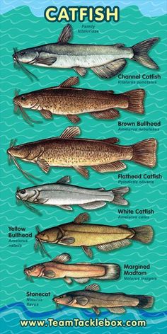 a poster showing different types of fish in the water with caption that says, catch and