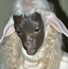 a close up of a sheep with long hair and white wig on it's head