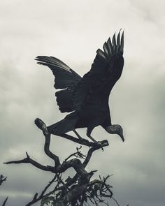 a black bird sitting on top of a tree branch with it's wings spread