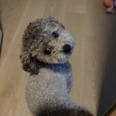 a poodle dog sitting on the floor looking up