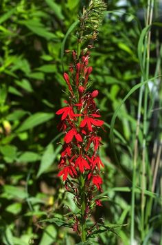 a red flower in the middle of some green plants