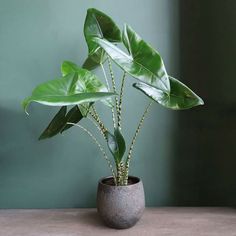 a potted plant sitting on top of a table