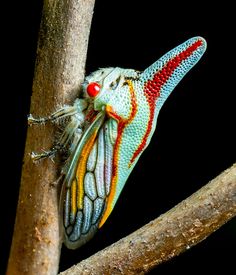 a colorful insect sitting on top of a tree branch