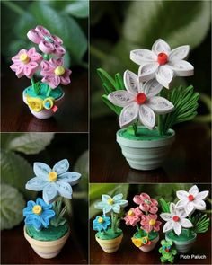 four different pictures of flowers in small pots