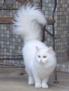 a white fluffy cat standing next to a chair