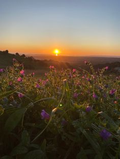 the sun is setting over a field with wildflowers in bloom and grass growing all around