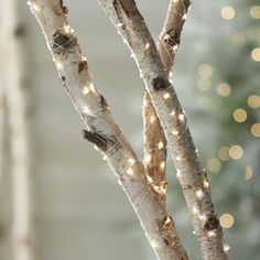 a close up of a tree with some lights on it's branches in the background