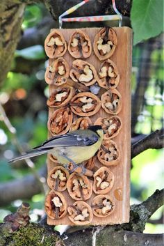 a bird sitting on top of a wooden box filled with nuts