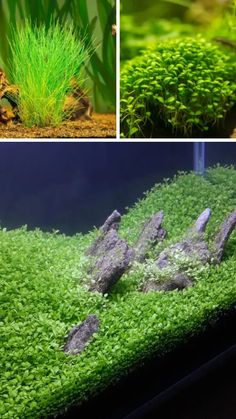 Learn the art and science behind Iwagumi aquascaping and create breathtaking designs for your aquarium. From serene 10-gallon aquascapes to intricate nano tank aquascape ideas, this guide covers it all. Explore how to craft a peaceful river aquascape or a lush forest aquascape even with low-tech aquascaping setups. Perfect your skills and transform your tank into an amazing aquarium masterpiece. Click to dive into the details!