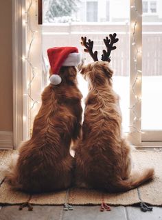 two dogs are sitting in front of a window with christmas decorations on their head and nose