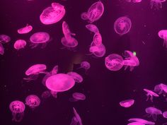 purple jellyfish swimming in an aquarium tank