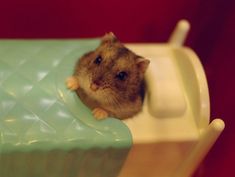 a small rodent sitting on top of a green table