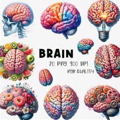 the brain is shown with different parts in it