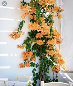 orange flowers growing on the side of a white wall next to a table and chairs