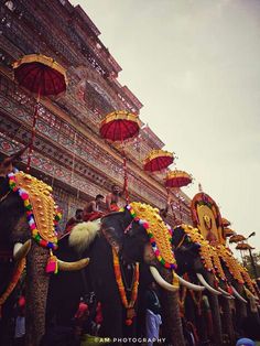 some elephants with decorations and umbrellas on their heads