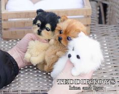 two small dogs are being held by someone's hand and stuffed animals are in the foreground