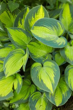 green and yellow leaves are growing on the ground