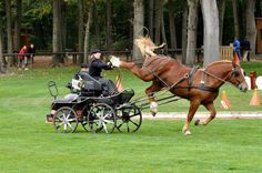 a woman riding on the back of a brown horse pulling a buggy down a lush green field