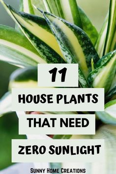 house plants that need zero sunlight to grow in the yard or front yard are easy to maintain