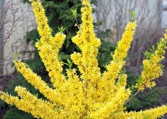 the yellow flowers are blooming in the garden