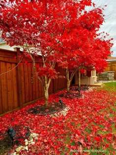 red leaves cover the ground in front of a wooden fence and tree with green grass