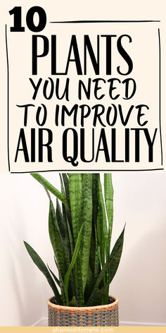 plants air quality Plants That Clean The Air, Plants That Help Clean The Air, Indoor Plants That Smell Good, Top Indoor Plants, Plants For Clean Air At Home, Best Plants To Have In Your Home, Best House Plants For Air Quality, Indoor Plants That Purify The Air, Plants That Clean Indoor Air