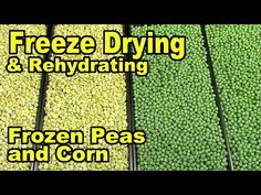 freeze drying and rehydrating frozen peas and corn