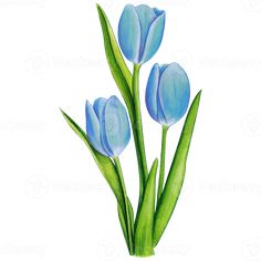 three blue tulips with green stems on a white background, watercolor painting