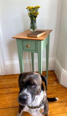 a brown and white dog sitting on top of a wooden floor next to a table