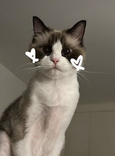 a cat sitting on top of a table with two stickers in it's eyes