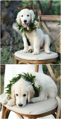 two pictures of a white dog wearing a wreath on it's head sitting on a chair