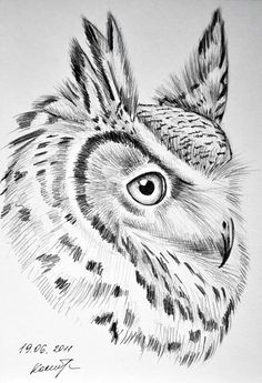 a pencil drawing of an owl's face