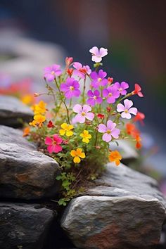 small colorful flowers growing out of some rocks