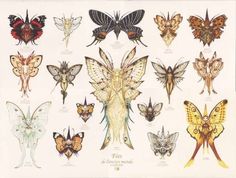 an image of butterflies and moths in different colors